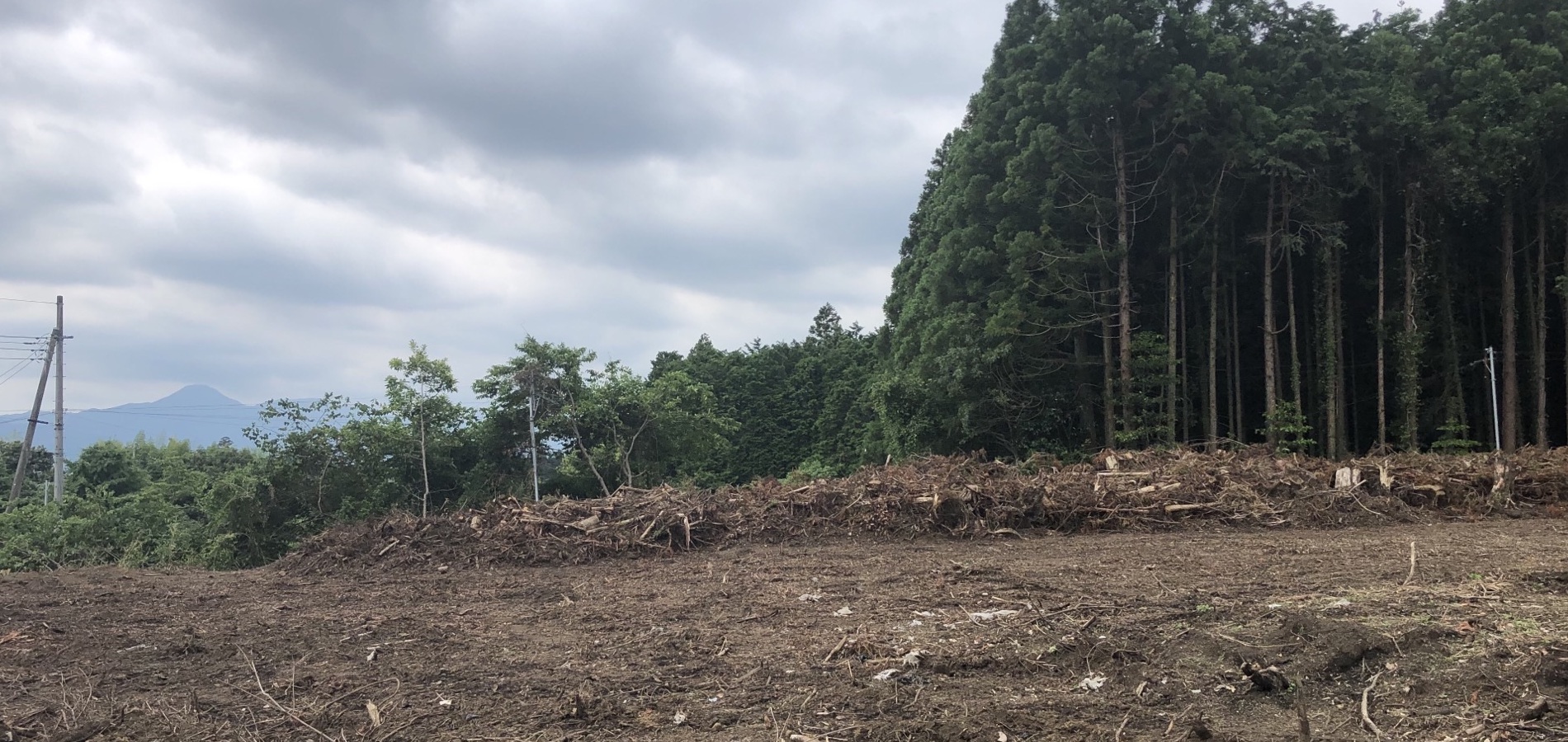 ケヤキ枝打ち作業